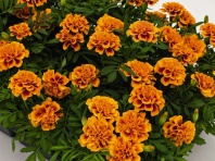 Бархатцы отклоненные Super Hero Orange Bee, 1.000  шт.
