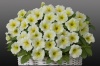 Петуния Джоконда Lime Yellow F1 Ампельная арт. 9201 Pelleted 30 драже