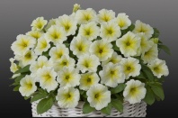 Петуния Джоконда Lime Yellow F1 Ампельная арт. 9201 Pelleted 30 драже
