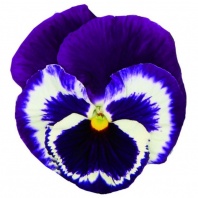 Анютины глазки Виола Виттрока Italia F1" Blue Top Анютины глазки Виола Виттрока Italia F1" Blue Top