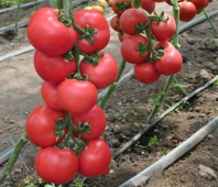 20 Томат Пинк Джаз F1 Индетерминантный розовый. Нидерланды 20 семян