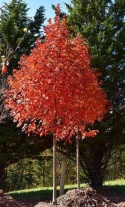 Клен сахарный (Acer saccharum) "LA d.w." (обескрыленные семена) 4 шт. Клен сахарный (Acer saccharum) "LA d.w." (обескрыленные семена) 4 шт.