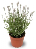 Лаванда Scent White Лаванда Scent White