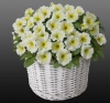 Петуния Джоконда Lime Yellow F1 Ампельная арт. 9202 Pelleted 100 драже