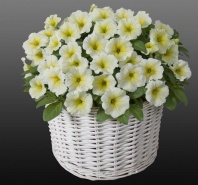 Петуния Джоконда Lime Yellow F1 Ампельная арт. 9202 Pelleted 100 драже