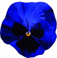 Анютины глазки Виола Виттрока Italia F1" Deep Blue With Blotch Анютины глазки Виола Виттрока Italia F1" Deep Blue With Blotch