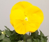 Анютины глазки Виола Виттрока Italia F1" Pure Lemon Анютины глазки Виола Виттрока Italia F1" Pure Lemon