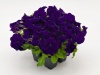 Петуния крупноцветковая Success! HD F1 Blue