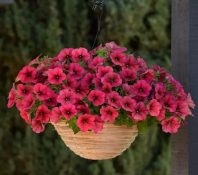 Петуния Изи Вейв, Berry Velour F1 Петуния Изи Вейв, Berry Velour F1