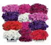 Петуния Джоконда Mixed F1 Ампельная арт. 9222 Pelleted 100 драже