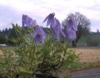 Клематис скальный (Сlematis columbiana) 5 шт. Клематис скальный (Сlematis columbiana) 5 шт.