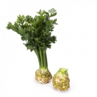 200 Сельдерей корневой Президент РЦ Нидерланды 200 семян