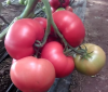 Томат Мамстон F1