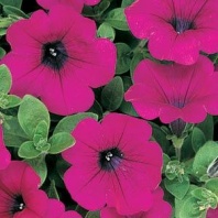 Петуния ампельная Вейв Wave F1 Purple Pelleted 100 драже