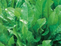 10 Щавель Бельвильский Нидерланды 10 грамм