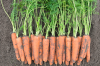 Морковь Ромоса