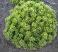 Сосна горная карликовая (Pinus mugo pumilo) 5 шт.