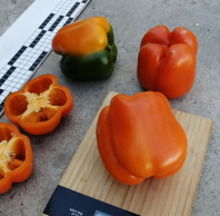 Перец Флорет F1 Перец Флорет F1