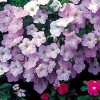 Петуния ампельная Вейв Wave F1 Misty Lilac Pelleted 100 драже