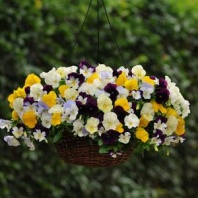 10 Виола Виттрока ампельная Cool Wave F1 Mix Primed, Хупта 4964 10 шт.