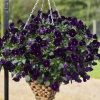 Виола Виттрока ампельная Freefall F1 Deep Violetl Primed, Хупта 9501 30 шт.