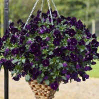 Виола Виттрока ампельная Freefall F1 Deep Violetl Primed, Хупта 9501 30 шт.