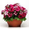Петуния грандифлора Фьюзибелс BURGUNDY STARLIGHT F1 Хупта, 55544442 10 Мульти-драже