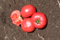 Томат Пинк Мани F1 Индетерминантный розовый. США 250 семян