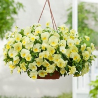 Виола Виттрока ампельная Cool Wave F1 Lemon Виола Виттрока ампельная Cool Wave F1 Lemon