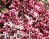 Сирень мелколистная (Syringa microphylla) 0,2 гр.