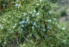 Можжевельник жесткосемянный (Juniperus osteosperma) 3 шт.