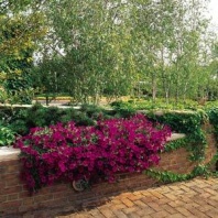 10 Петуния ампельная Вейв Wave F1 Purple Арт. 7271 Pelleted 10 драже