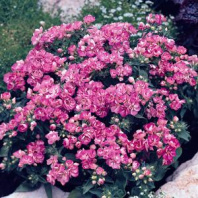 Флокс друммонда PROMISE F1, LILAC 1000 шт Primed, Хупта 6886092