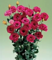 Эустома, лизиантус серия Арена Красный F1 5 др. Эустома, лизиантус серия Арена Красный F1 5 др.