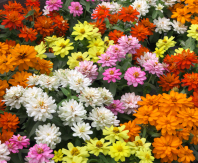 Цинния Double Belize