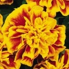 Бархатцы отклоненные Бонанза Bee 1.000 семян