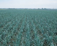 Лук порей Ланцелот