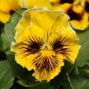 Виола Фризл сизл Yellow F1 арт. 7054 30 семян