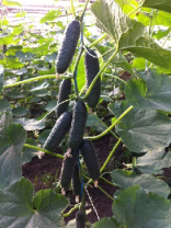 250 Огурец Анзор F1 Нидерланды 250 семян