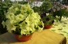 Петуния крупноцветковая Софистика F1 Lime Green, Pelleted 100 др.