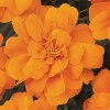 Бархатцы отклоненные Дюранго F1 Tangerine 1.000 семян