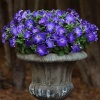Петуния крупноцветковая Софистика F1 Blue Morn, Pelleted 100 др.