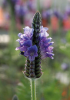 Лаванда Torch Blue