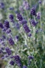 Лаванда узколистная Vicenza Blue Хупта, 4661 5 семян Лаванда узколистная Vicenza Blue Хупта, 4661 5 семян