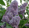 Сирень мохнатая (Syringa villosa) 0,1 гр