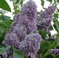 Сирень мохнатая (Syringa villosa) 0,1 гр
