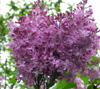 Сирень обыкновенная (Syringa vulgaris) 0,3 гр