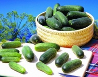 Огурец Адам F1 Нидерланды 1.000 семян