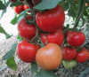 Томат Квалитет F1