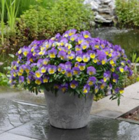 Виола Виттрока ампельная Cool Wave F1 Morpho Виола Виттрока ампельная Cool Wave F1 Morpho